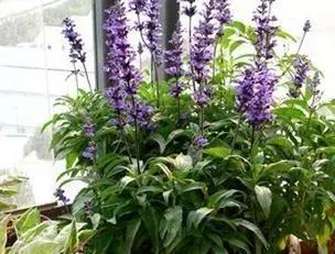 薰衣草小花朵怎么养护,薰衣草养护注意事项和方法