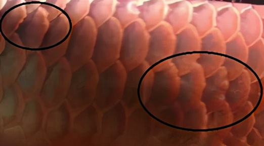 小龙鱼疾病,龙鱼突发疾病