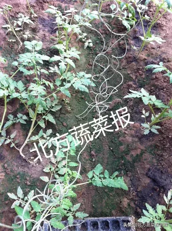 杈ｆ鐥呮瘨鐥呴粍澶寸梾鎬庢牱闃叉不,鐣寗榛勫ご鏄笉鏄梾姣掔梾