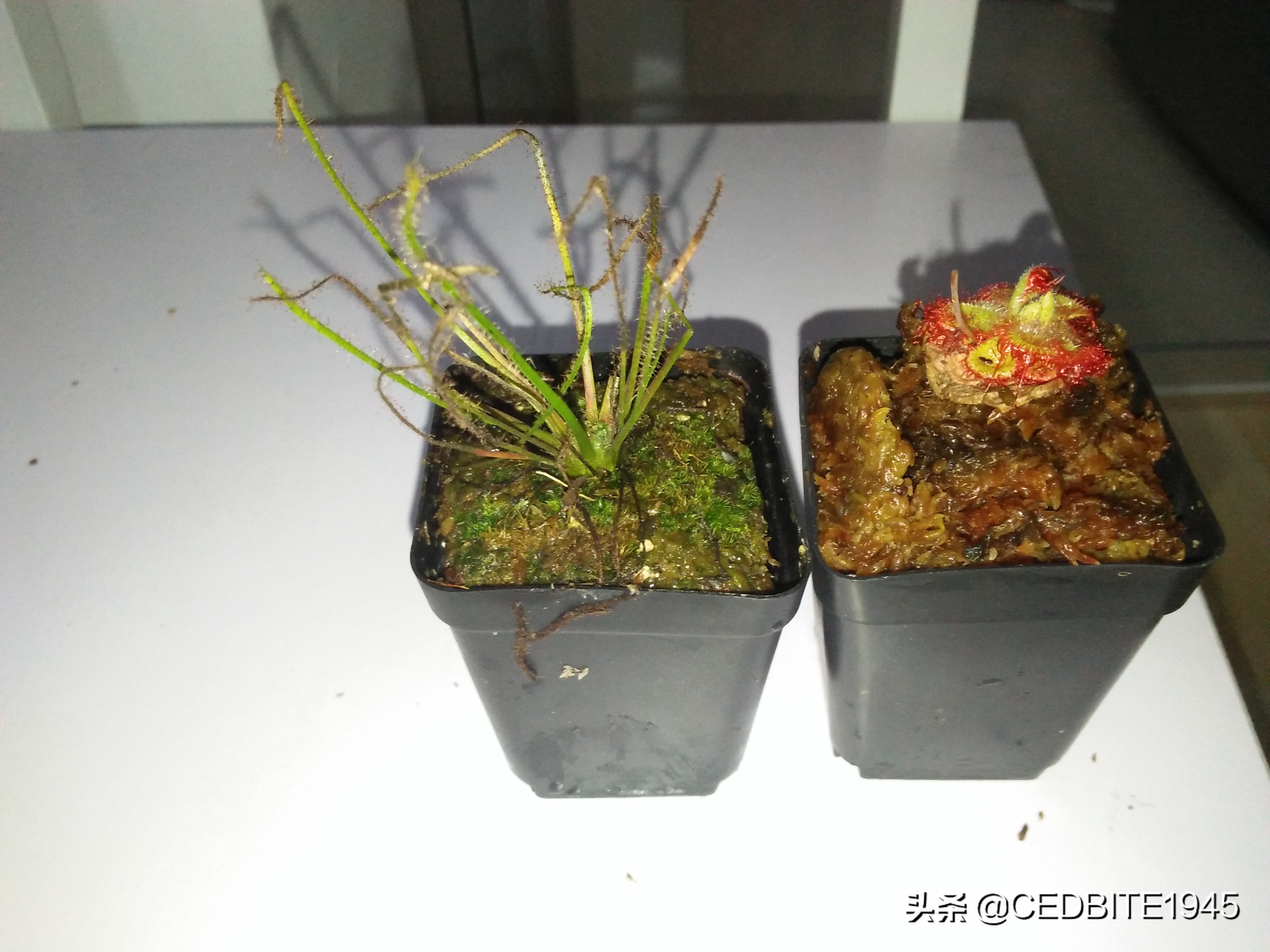 捕虫效率最高的食虫植物——茅膏菜种植攻略