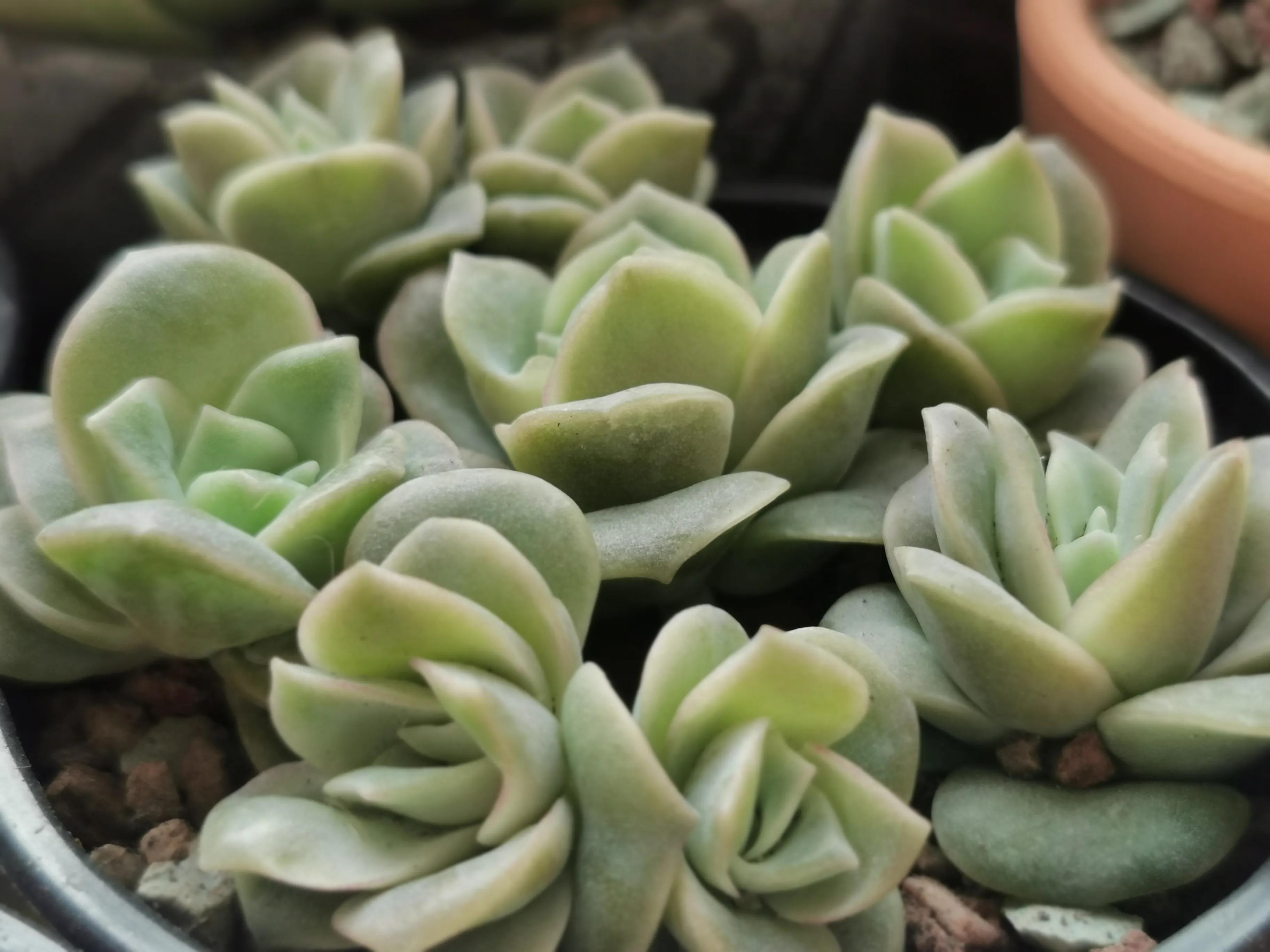 新购大单头多肉上盆,多肉品种大全大集合