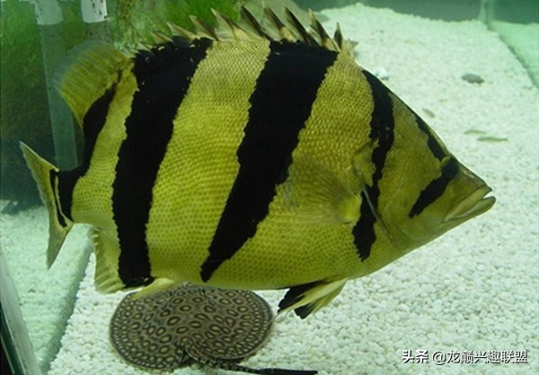 泰国虎和虎鱼的区别,泰虎鱼跟印尼虎鱼的区别在哪儿