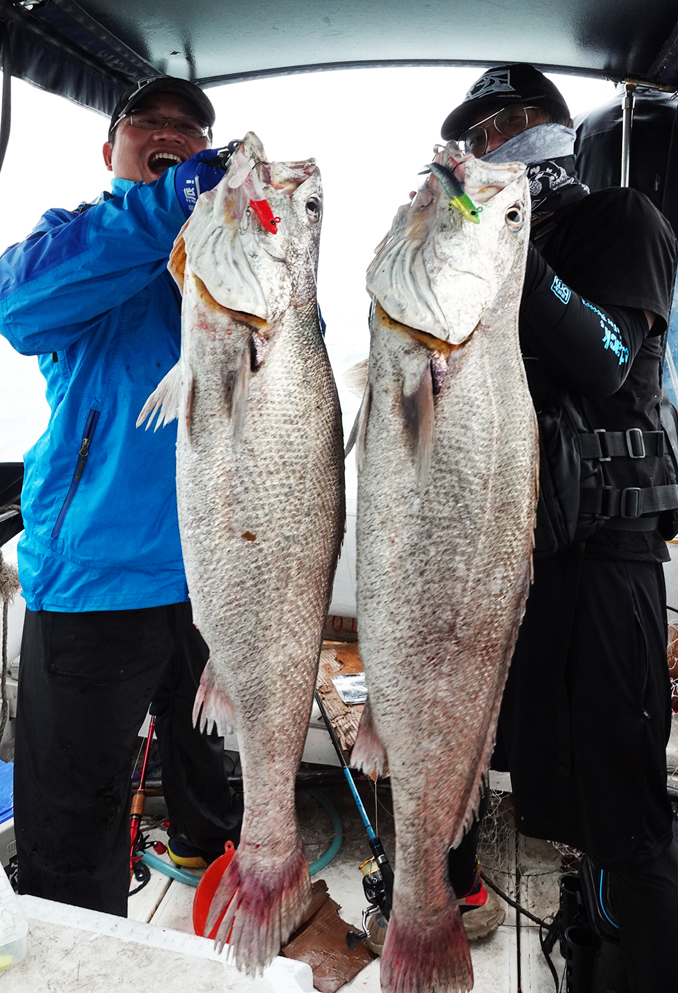 蓝旗鱼怪物路亚,实战派蓝旗鱼路亚