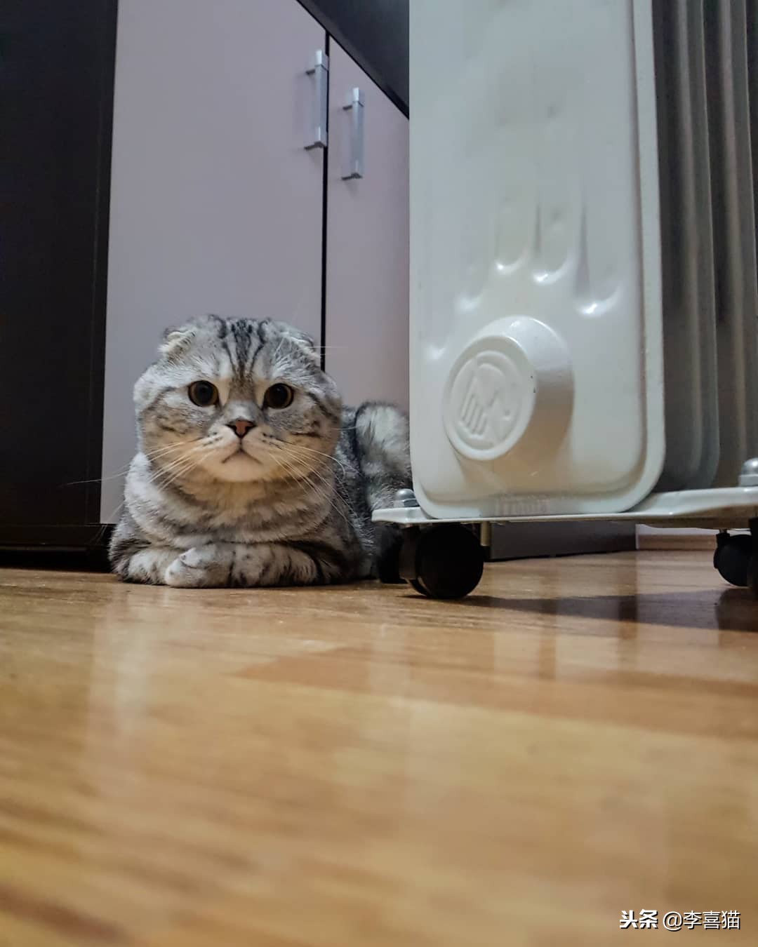 冬天如何更好给猫咪保暖,立冬了天气越来越冷了照顾好自己