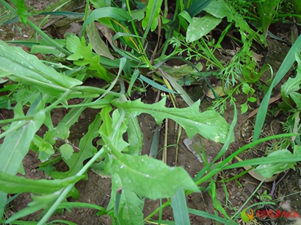 农田根茎常见杂草图谱,水稻农田常见杂草图谱大全