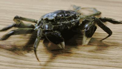 公猫可以有多个乳房吗,公猫也长乳房吗