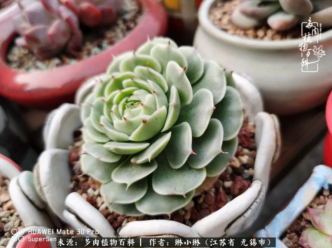 又到多肉变美时，一切都鼓励我积极向前