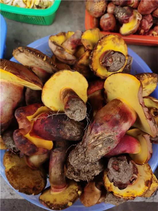 导游转行主播卖货的女的叫啥,云南导游直播卖海鸥