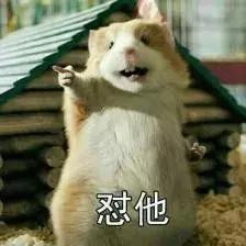 养仓第1步:如何挑选一只健康的仓鼠