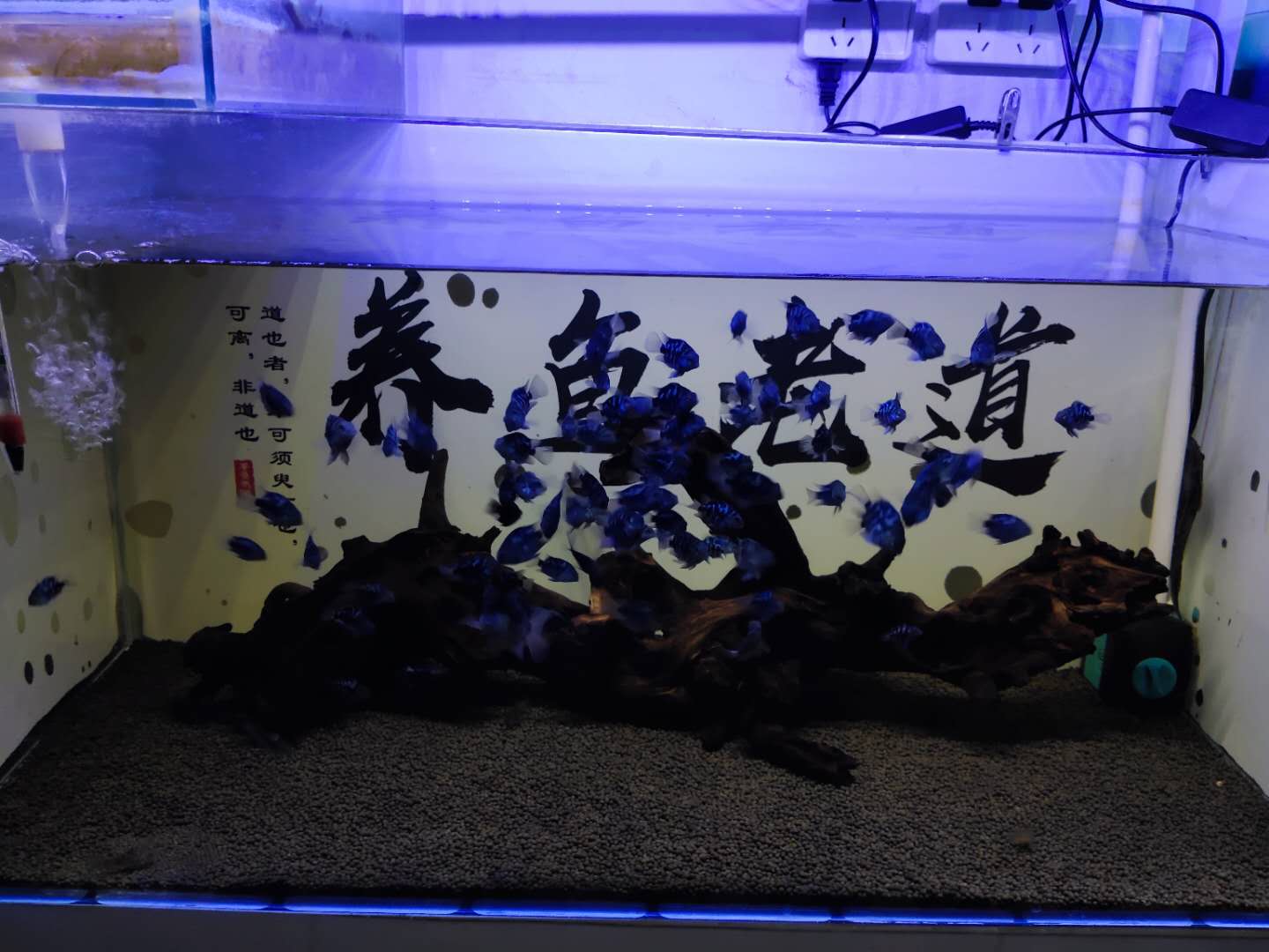 鱼缸水面上的泡沫什么样属于正常,鱼缸水面漂浮多少泡沫需要清理