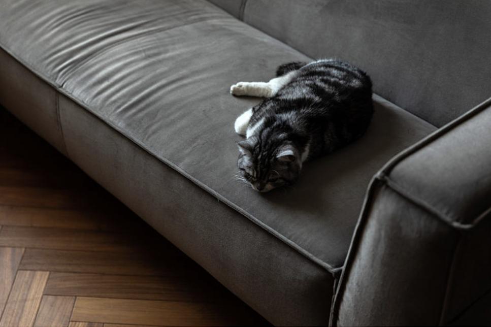 年轻人一人一猫的独居生活,一屋一人一猫的生活视频