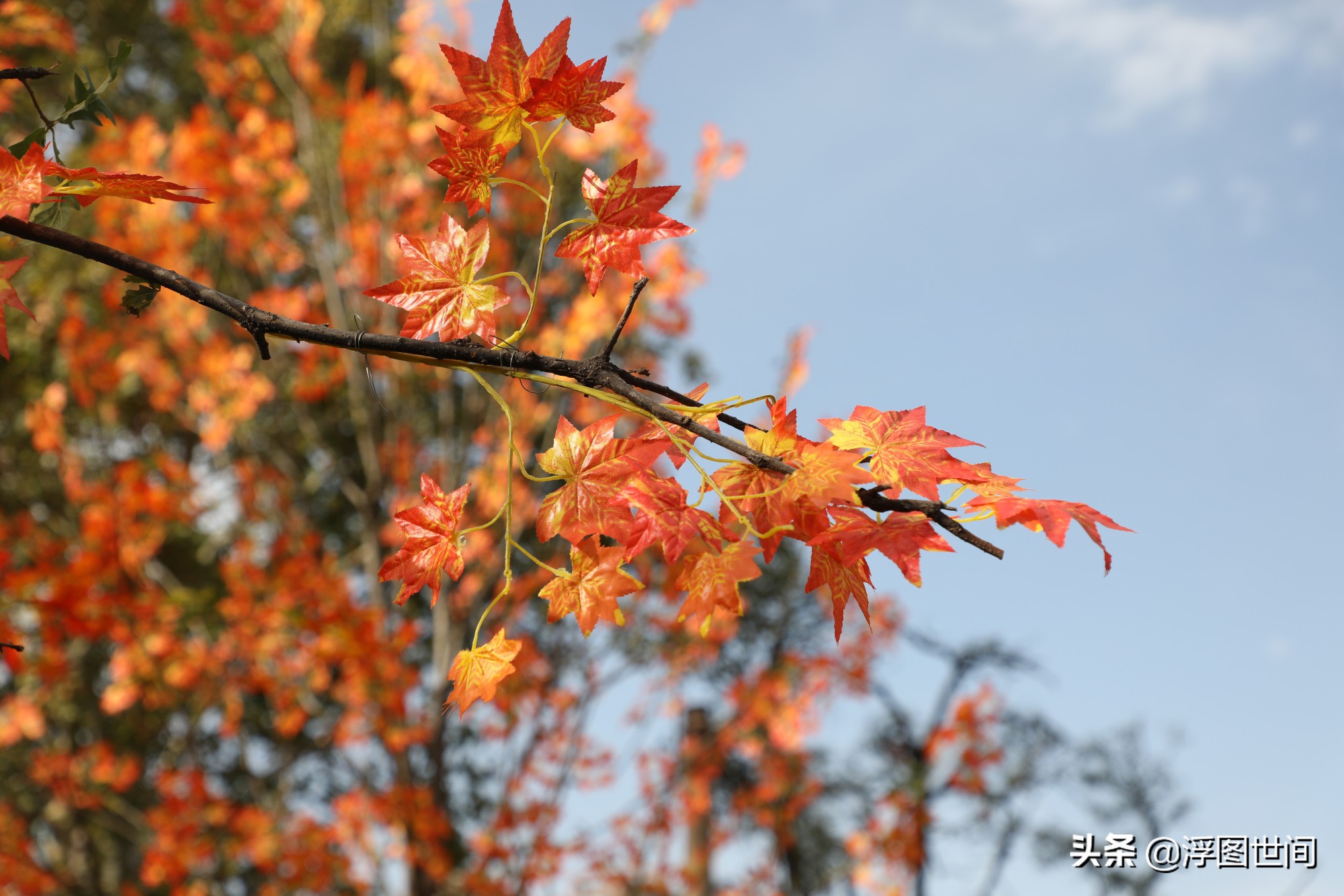 植物假树叶,人造树叶诞生