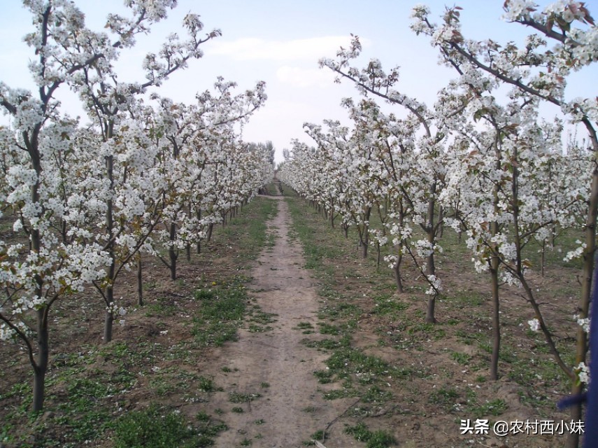 晚秋黄梨施肥技术,晚秋黄梨春季管理技术