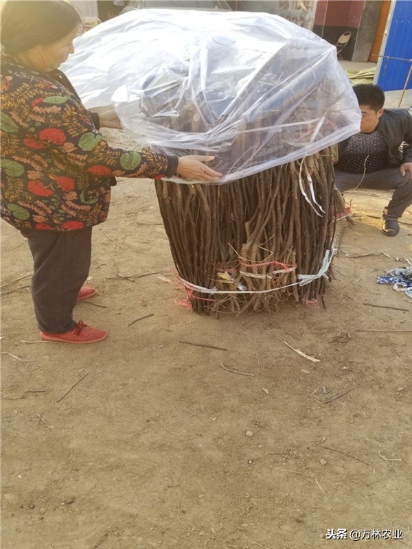 有一种新品种梨树叫黑梨树,柱状梨树图片欣赏梨树新品种