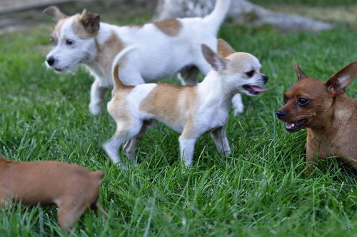 有哪些办法让狗狗开心一点,怎样才能让狗狗开心