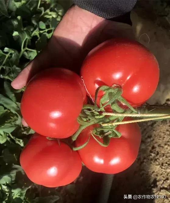 番茄界的“杀手”TY病毒和褪绿病毒，怎么对付？