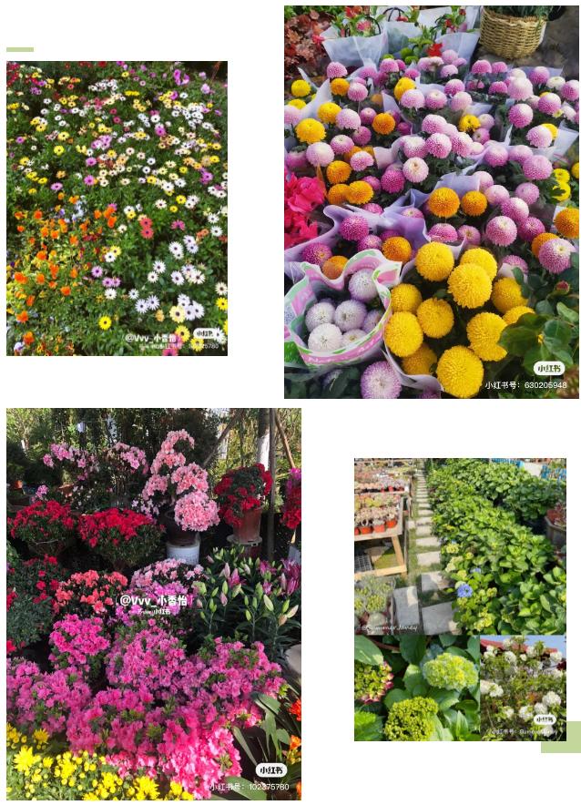 成都的花市批发市场在哪里,成都花市合集