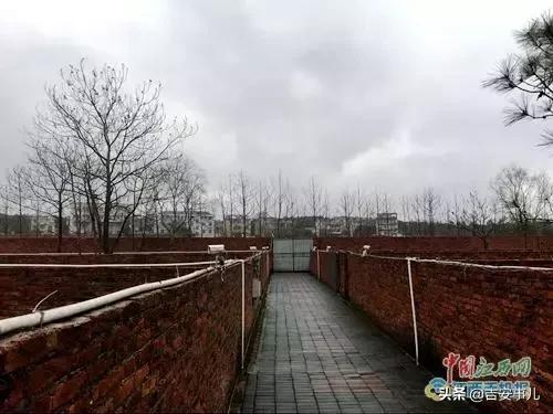 励志，吉水阜田镇养鹿致富带头人罗富苟的传奇人生