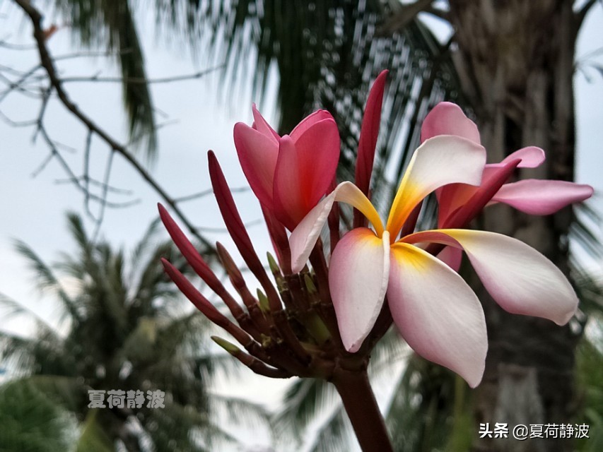 海南潜水旅游攻略一日游,海南亚龙湾游记