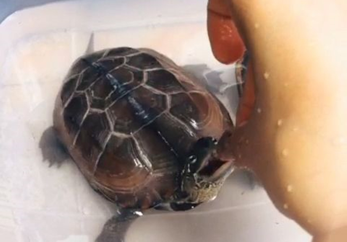 乌龟咬到人怎么样才能让乌龟松口,手被乌龟咬了视频