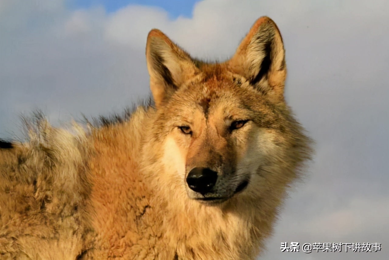 第一只被人类养大回归狼群的狼,一只狼在被人类养大后回归狼群
