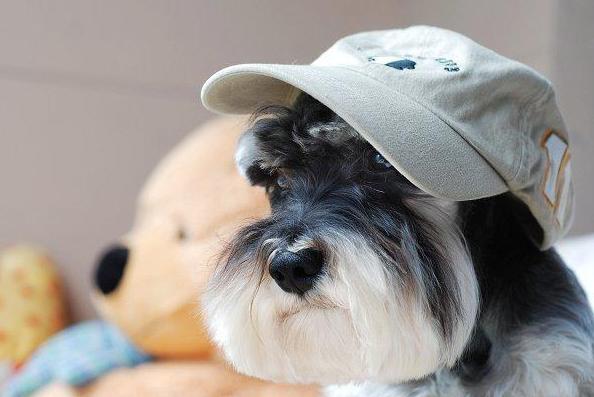 雪纳瑞的优缺点适合什么人群饲养,比熊泰迪雪纳瑞哪个优点多