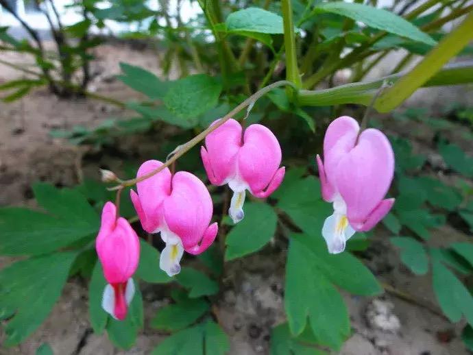 百花图谱大全100幅,工笔百花图谱100种