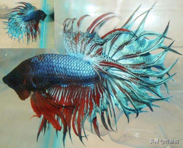 鱼缸养的鱼尾巴为什么越来越长,鱼缸换水会造成鱼尾巴充血吗