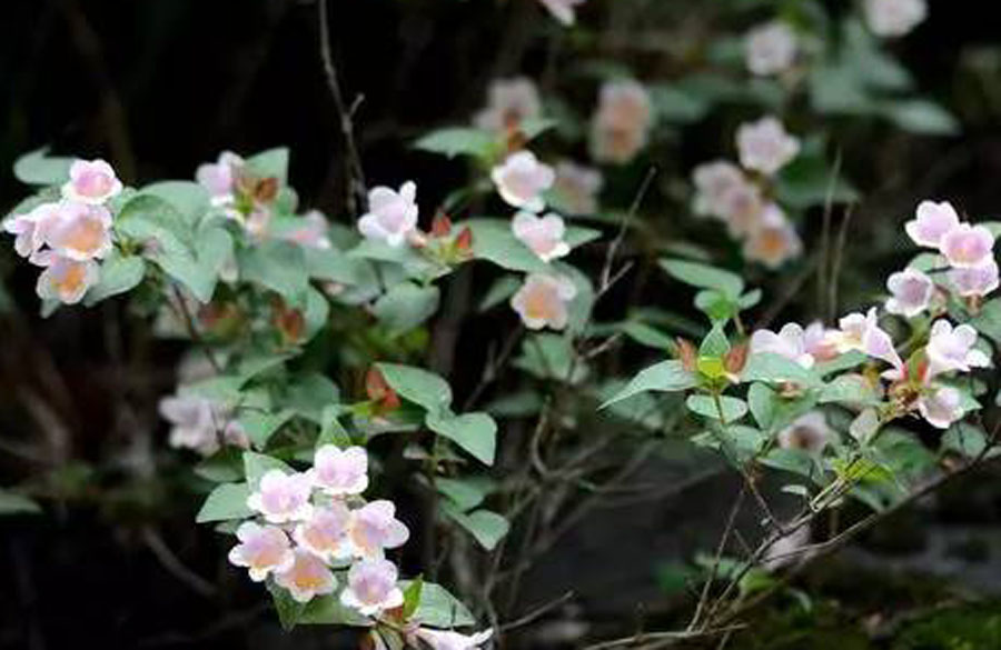 西安蓝田特色小吃,西安蓝田好吃的小吃