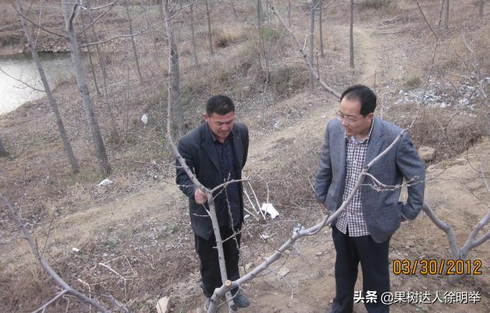 想要果树长好怎么管理,修剪时如何区分桃树的果芽和叶芽