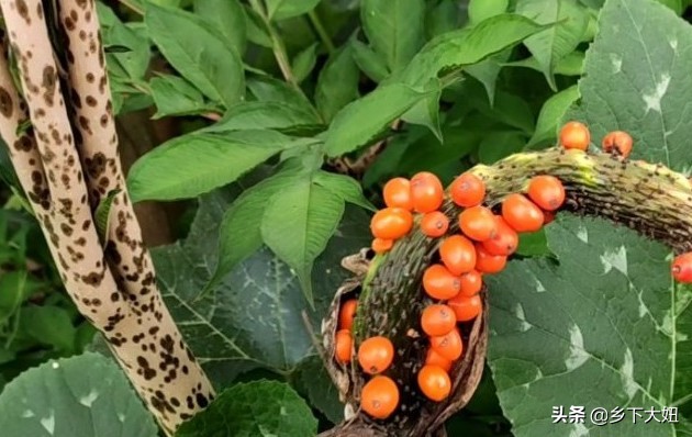 普通魔芋花很臭为什么,魔芋开花有腐臭味