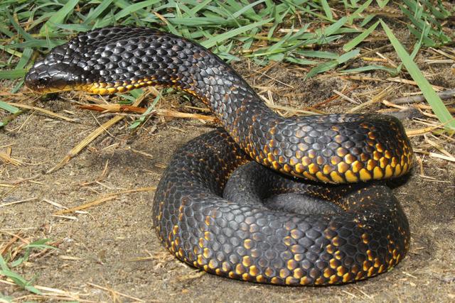 有毒蛇的地方长什么草,有毒蛇和无毒蛇咬的伤口区别