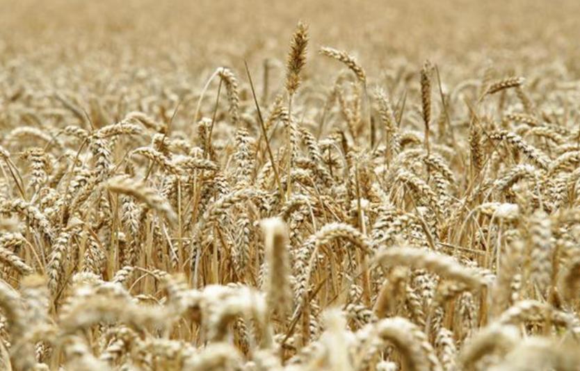 四大粮油巨头,世界粮油四大巨头