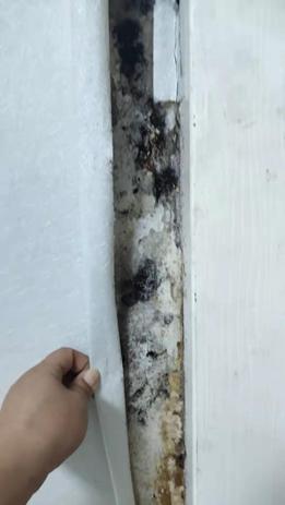 卫生间漏水长出黄色的霉菌,卫生间漏水有白蚁