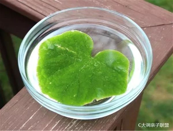 科学实验好奇心,科学入门小实验