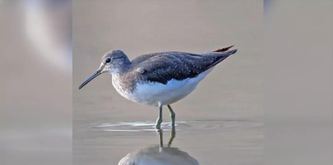 广西十大珍稀鸟类,广西大瑶山观鸟赛新记录鸟类6种