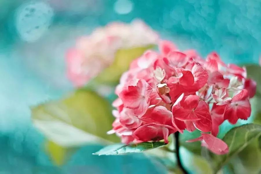 绝美花朵摄影佳作,波兰花朵摄影作品欣赏