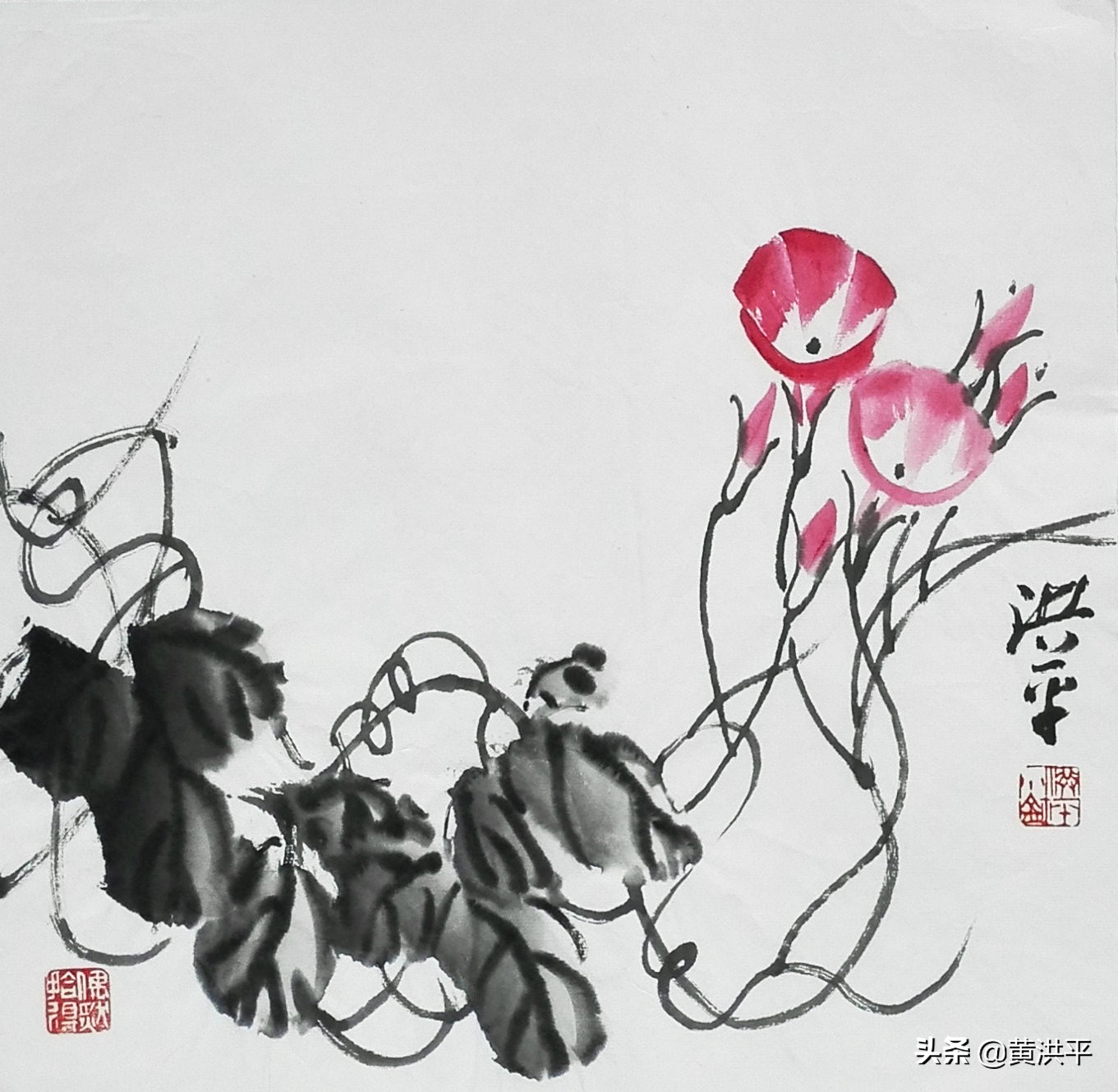 牵牛花柔弱还是脆弱,盛开的牵牛花