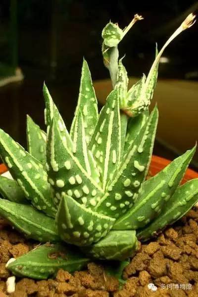 天使之泪多肉老桩,天使之泪多肉状态图