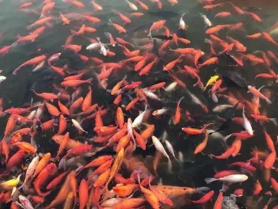 北京小众湿地公园免费,北京周边湿地公园