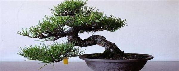 盆景怎么种植,黄腐酸钾盆景