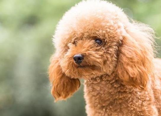 泰迪犬为啥那么讨人厌,泰迪犬为什么会爱咬人