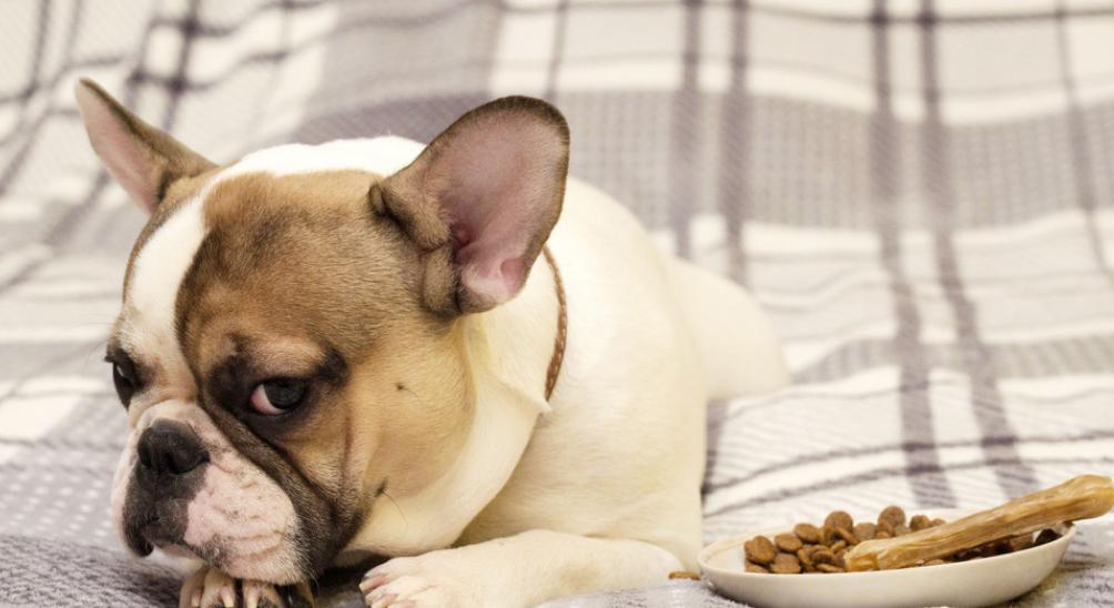 狗狗拉稀便的治疗方法,狗狗拉稀软便可以吃蒙脱石散吗