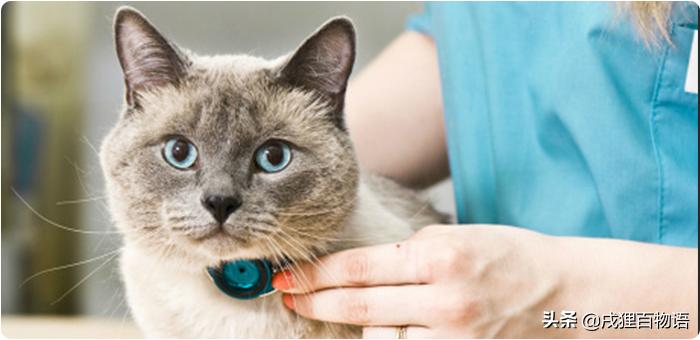 令人闻风丧胆的鼠疫,让猫咪致命的常见物