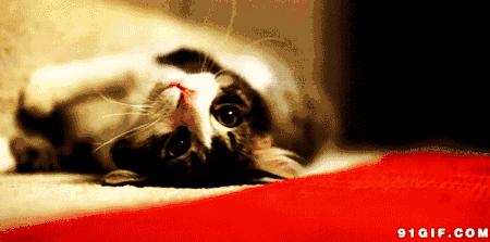 母猫发情怎么办，棉签*法大**不靠谱