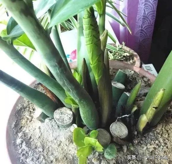 5个植物最招财,能开花又好养的植物又有寓意