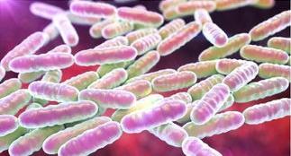 肠道菌群与健康的关系,瘦子的肠道菌群更健康吗