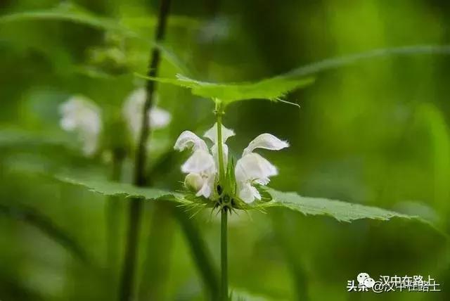 探秘汉中,汉中一村子窜入野生羚牛