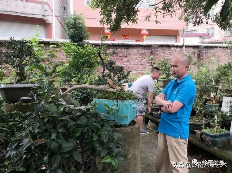 广东的盆景有哪些,适合广东玩的盆景