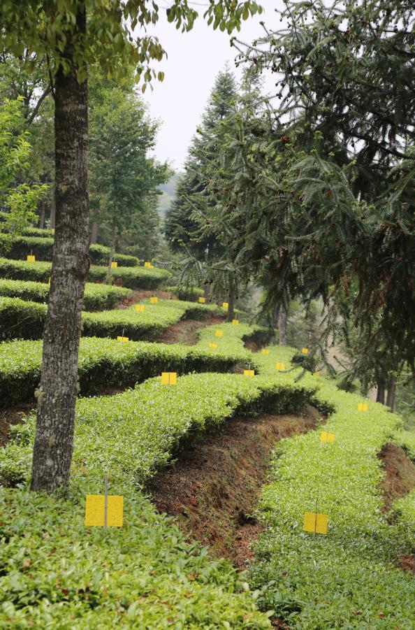 「茗边聚焦七彩云南·庆沣祥系列报道之③」浅谈百山百味